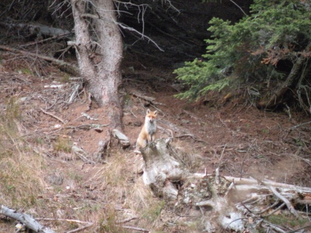 PASSIONE PER IL CERVO